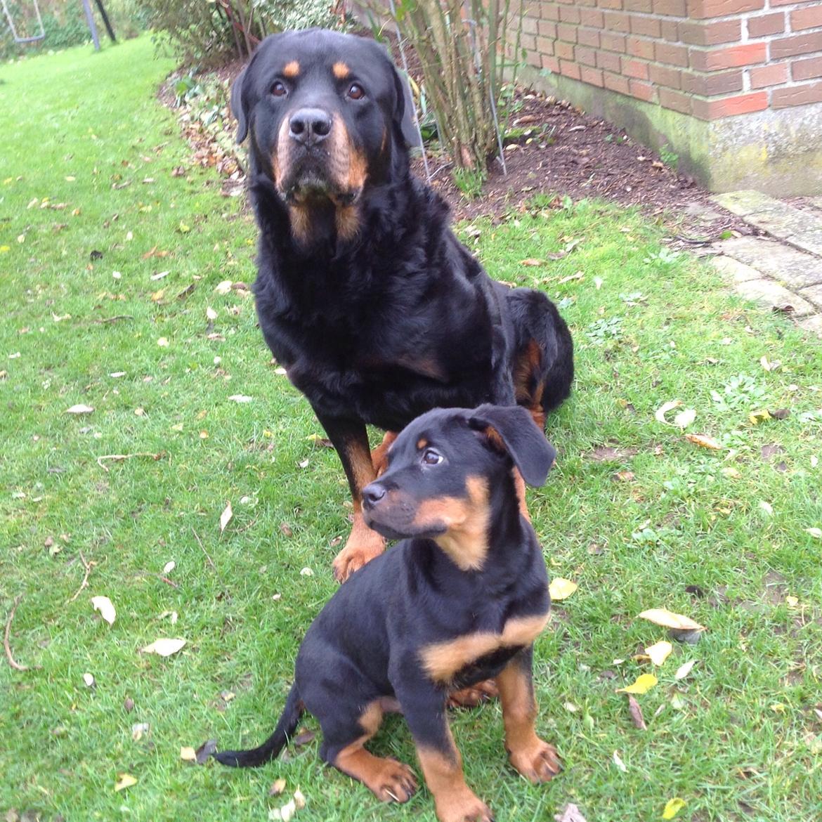 Rottweiler Jason billede 13