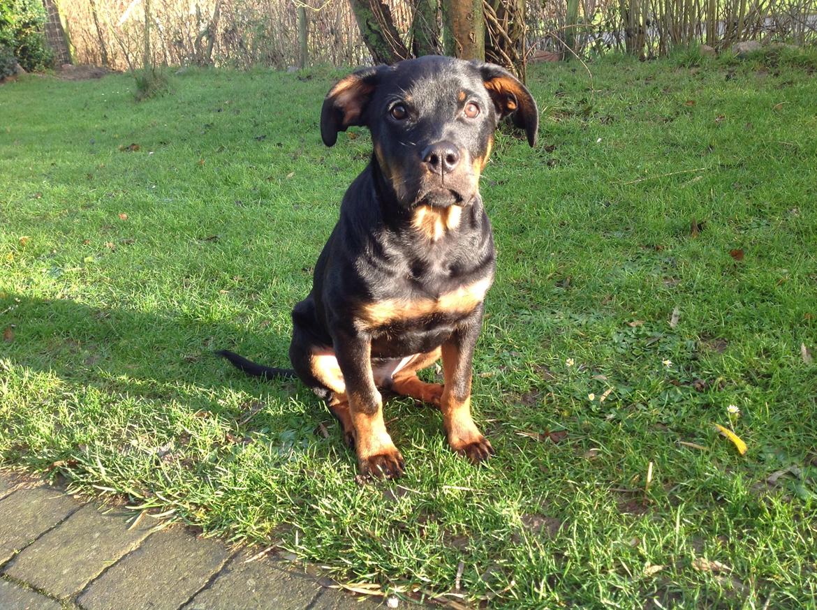 Rottweiler Jason billede 14