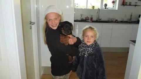 Rottweiler Jason billede 15