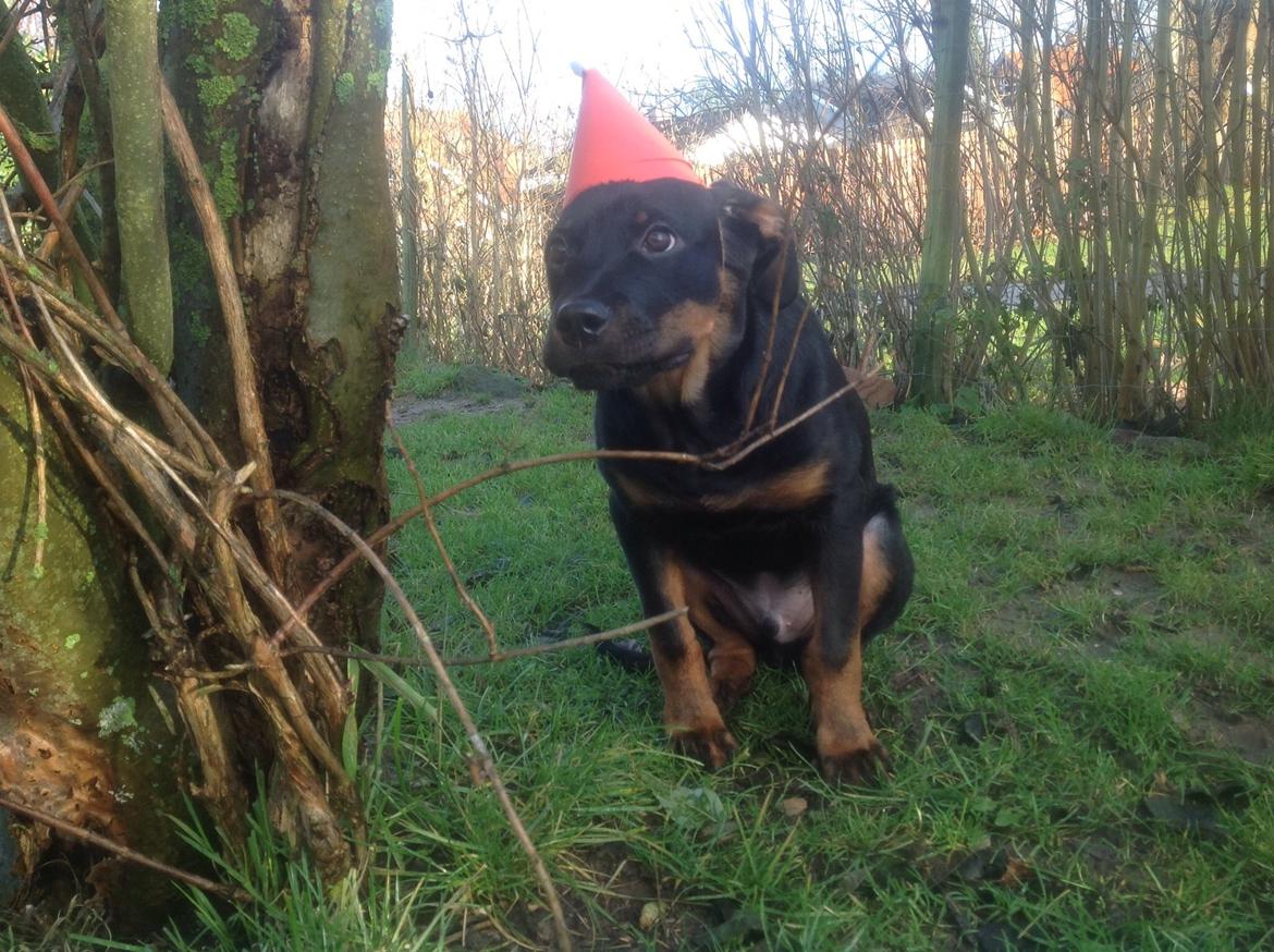 Rottweiler Jason billede 16