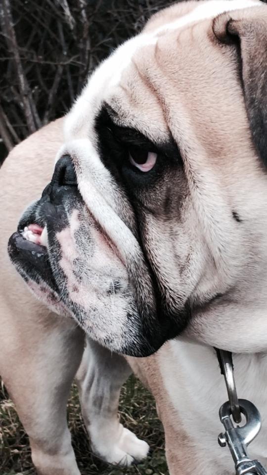 Engelsk bulldog Bjarne billede 2