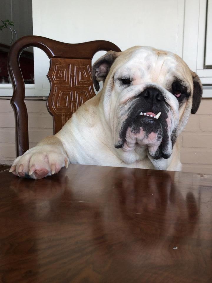 Engelsk bulldog Bjarne billede 3