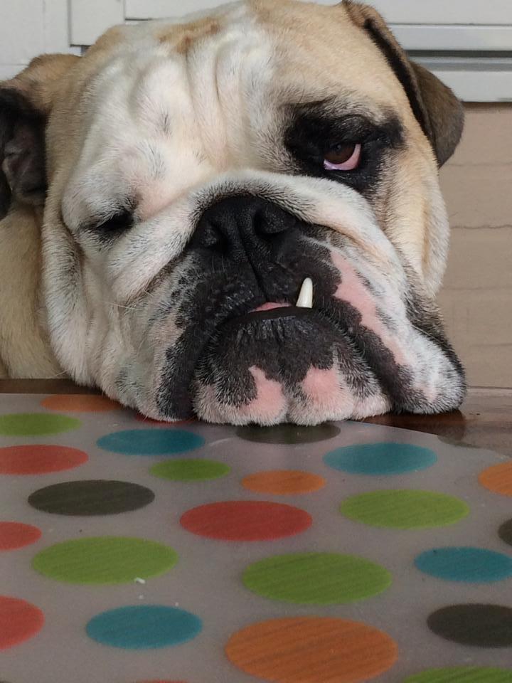 Engelsk bulldog Bjarne billede 4