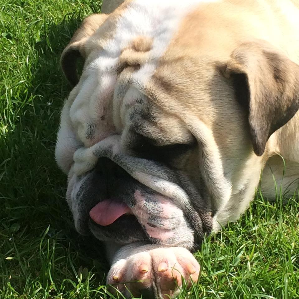 Engelsk bulldog Bjarne billede 5