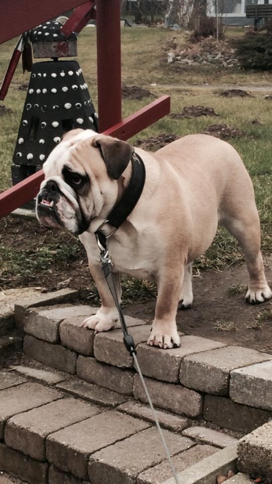 Engelsk bulldog Bjarne billede 1