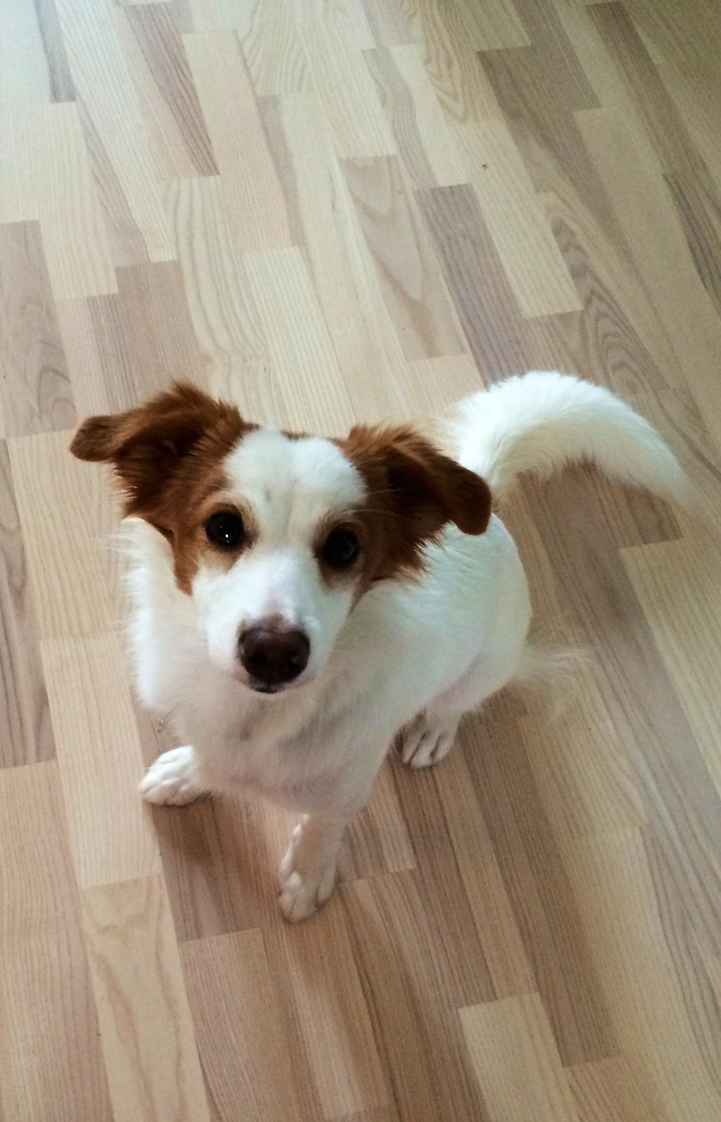 Blanding af racer Diana billede 2