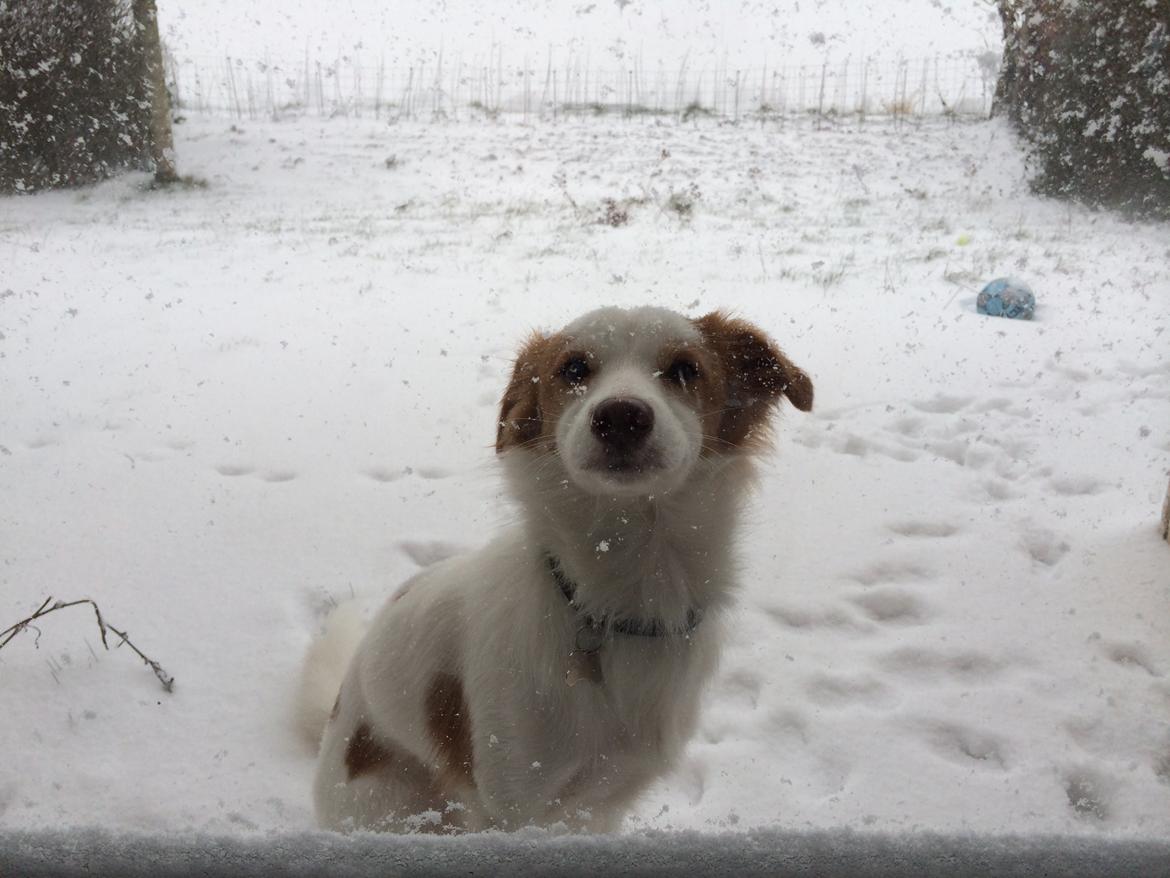 Blanding af racer Diana billede 4