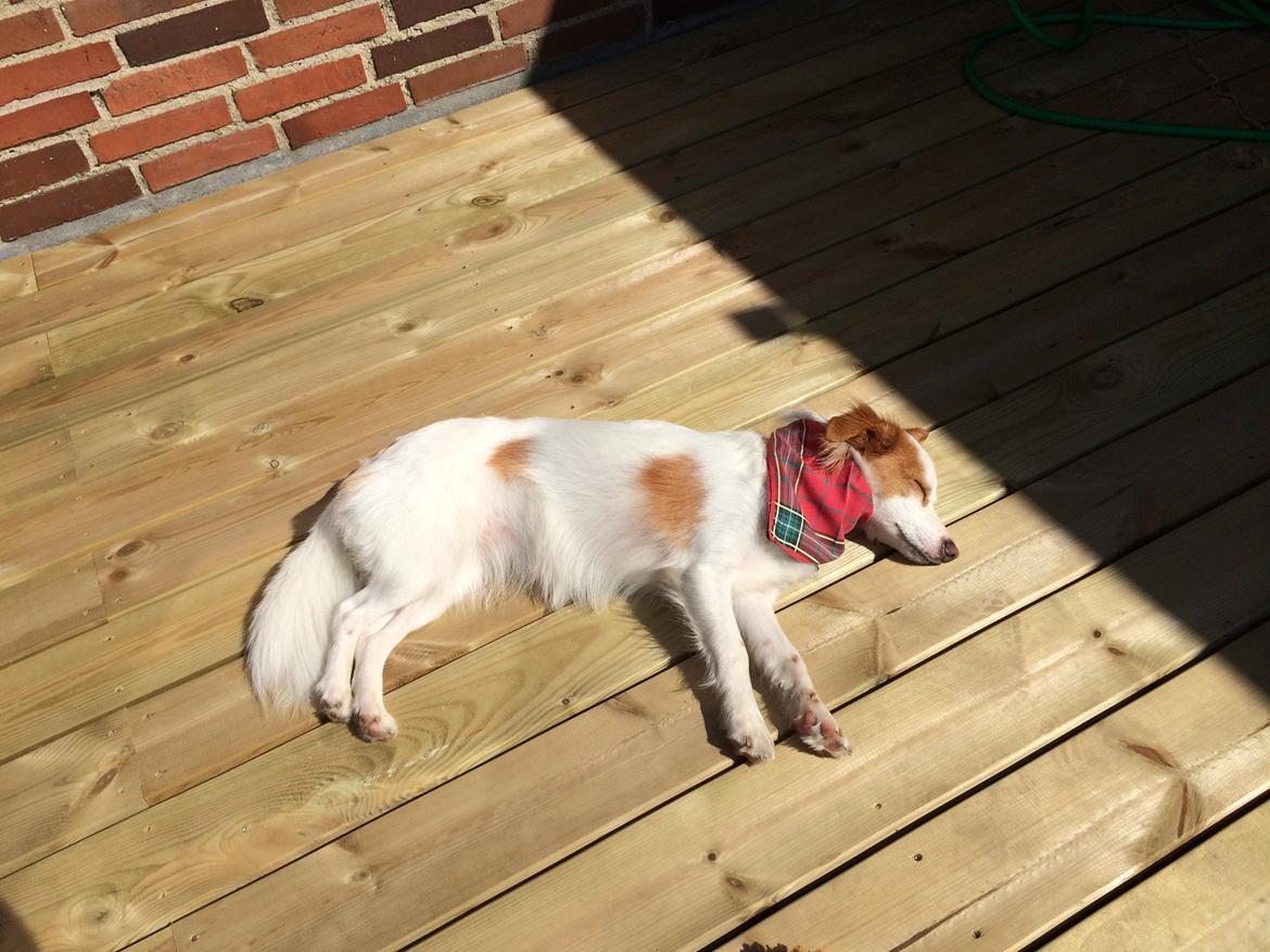 Blanding af racer Diana billede 5