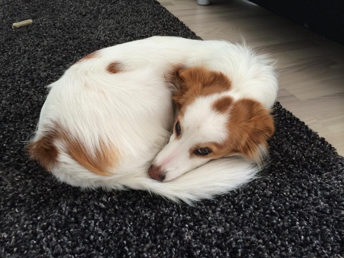 Blanding af racer Diana billede 6