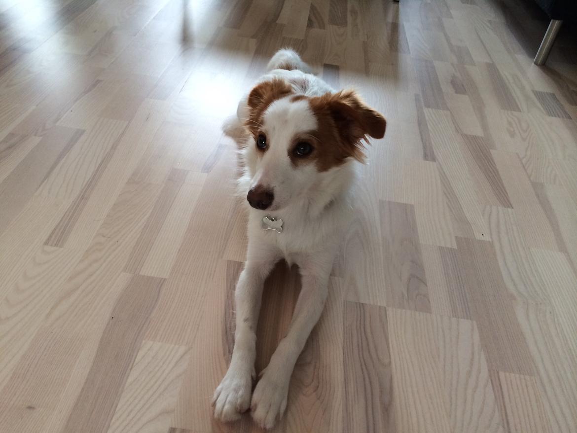 Blanding af racer Diana billede 3