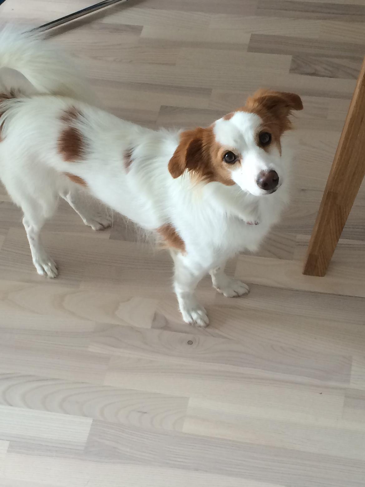 Blanding af racer Diana billede 8