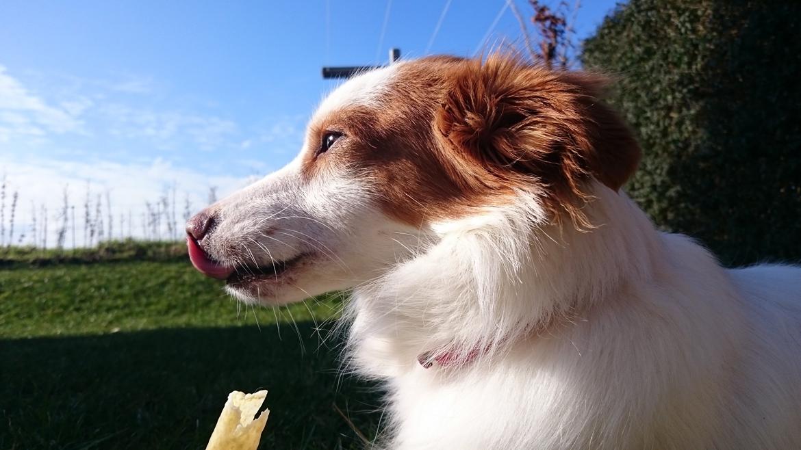 Blanding af racer Diana billede 9