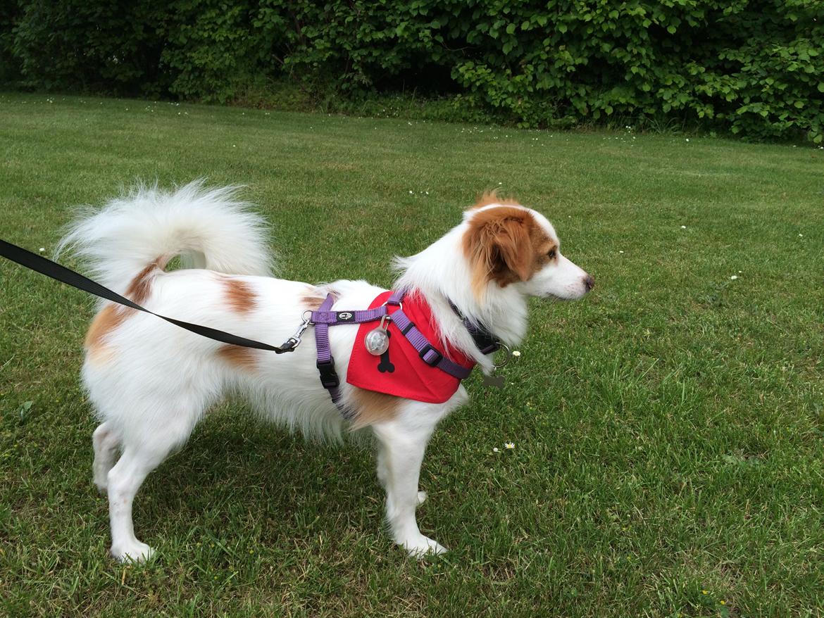 Blanding af racer Diana billede 7