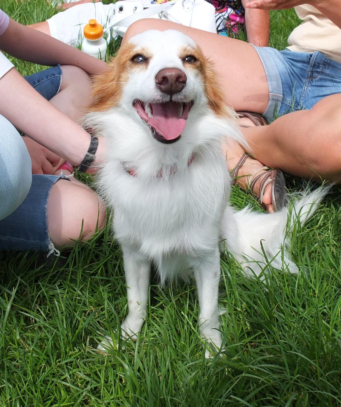 Blanding af racer Diana billede 1