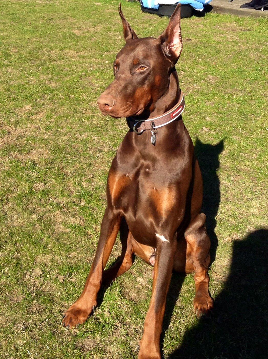 Dobermann Piro di Altobello billede 2
