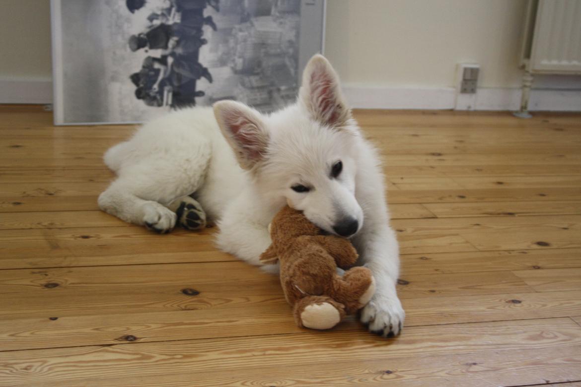 Hvid Schweizisk Hyrdehund Nica ( opdrætter navn Grammy) billede 8