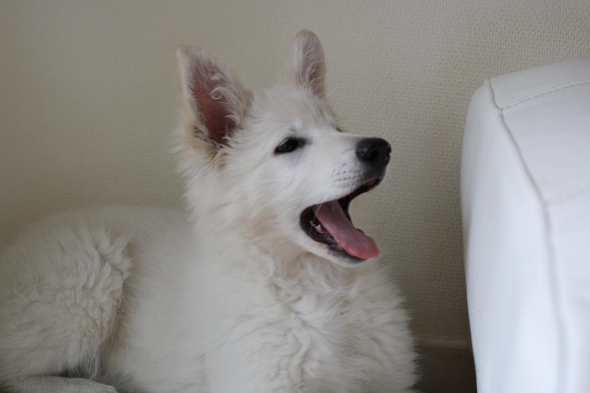 Hvid Schweizisk Hyrdehund Nica ( opdrætter navn Grammy) billede 10