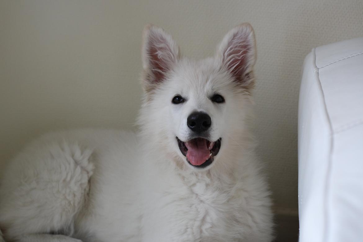 Hvid Schweizisk Hyrdehund Nica ( opdrætter navn Grammy) billede 7