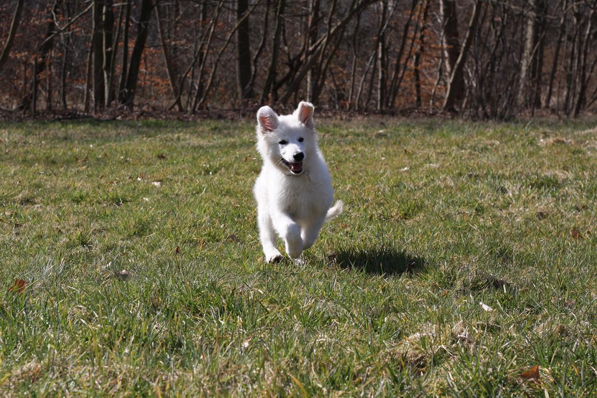 Hvid Schweizisk Hyrdehund Nica ( opdrætter navn Grammy) billede 12