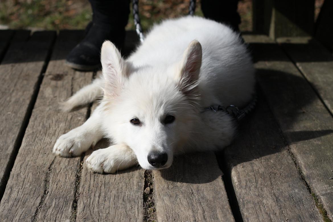 Hvid Schweizisk Hyrdehund Nica ( opdrætter navn Grammy) billede 11