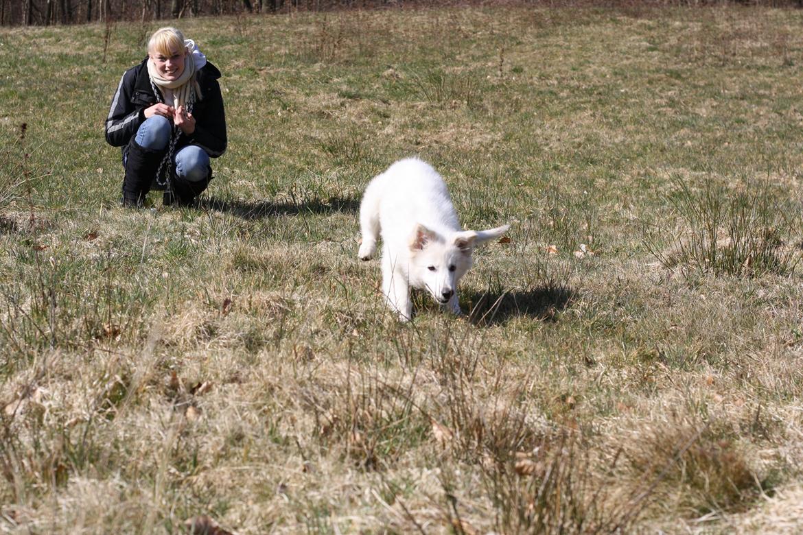 Hvid Schweizisk Hyrdehund Nica ( opdrætter navn Grammy) billede 13