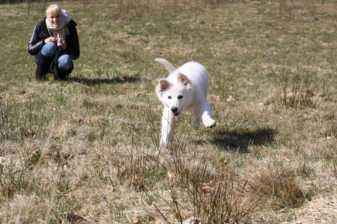 Hvid Schweizisk Hyrdehund Nica ( opdrætter navn Grammy) billede 15