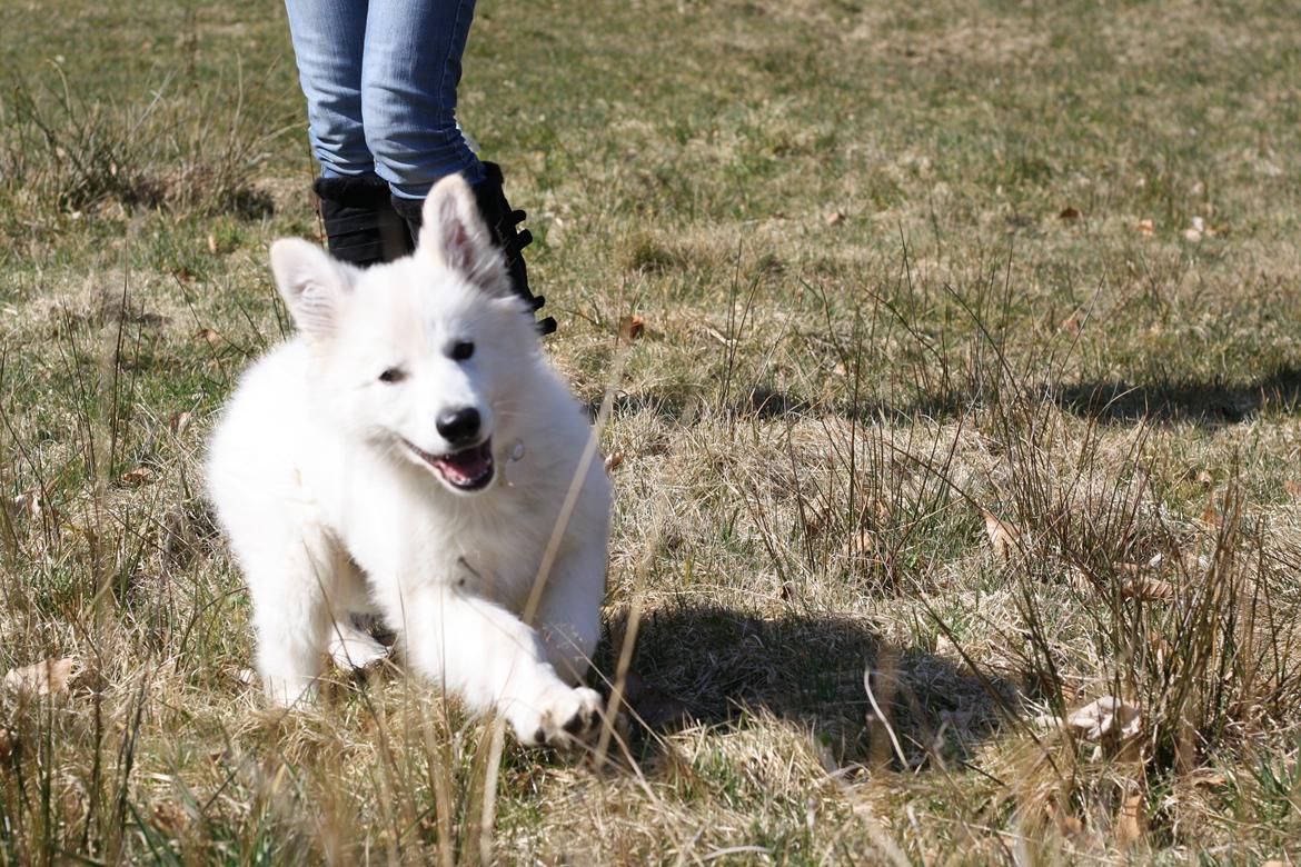 Hvid Schweizisk Hyrdehund Nica ( opdrætter navn Grammy) billede 16