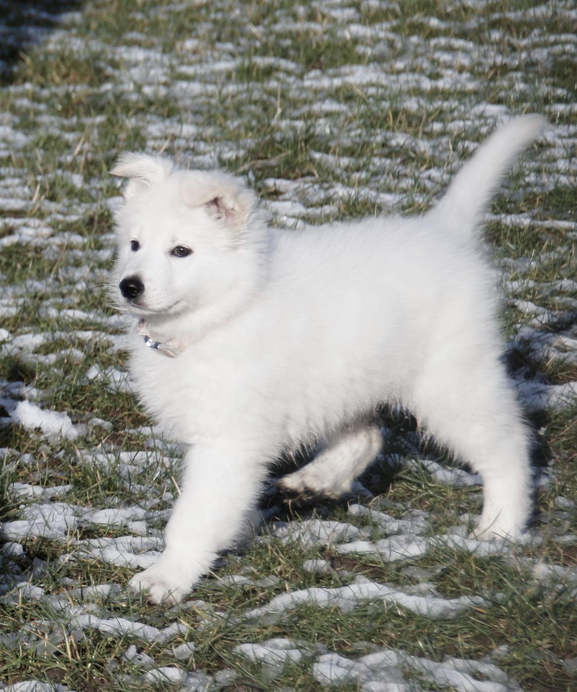 Hvid Schweizisk Hyrdehund Nica ( opdrætter navn Grammy) billede 18