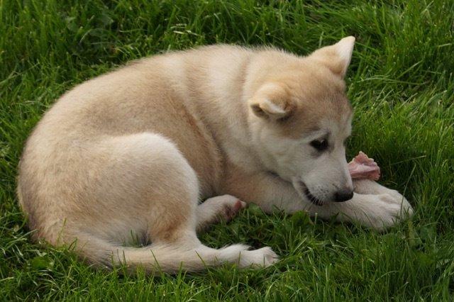 Blanding af racer Vanilla billede 6