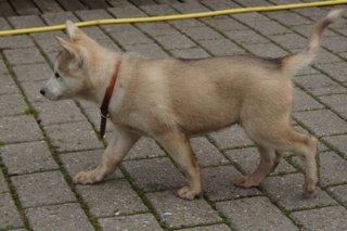 Blanding af racer Vanilla billede 8