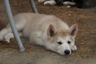 Blanding af racer Vanilla billede 11