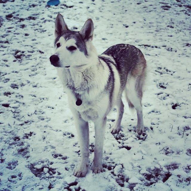 Blanding af racer Vanilla billede 1