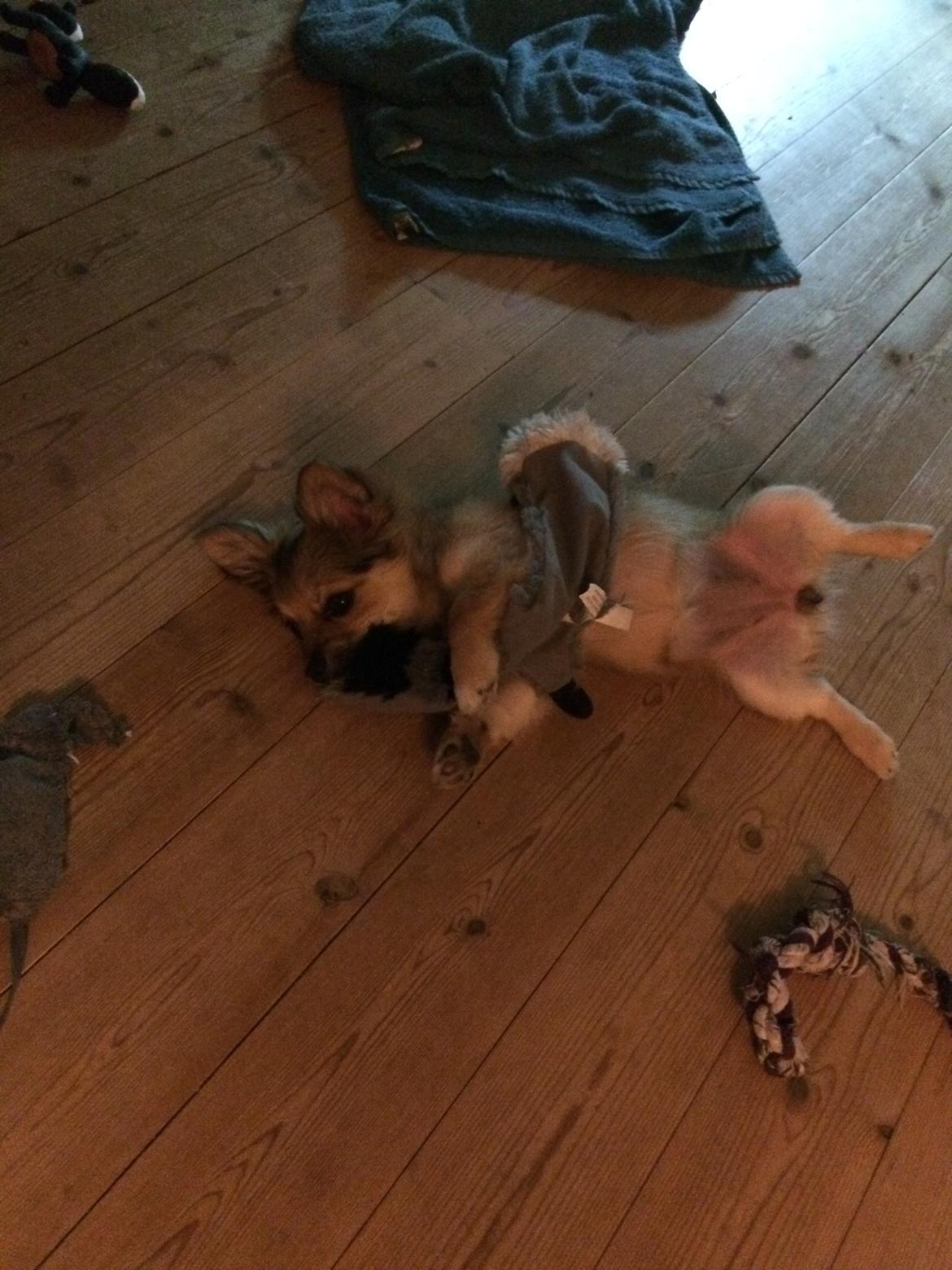 Blanding af racer Aya billede 11