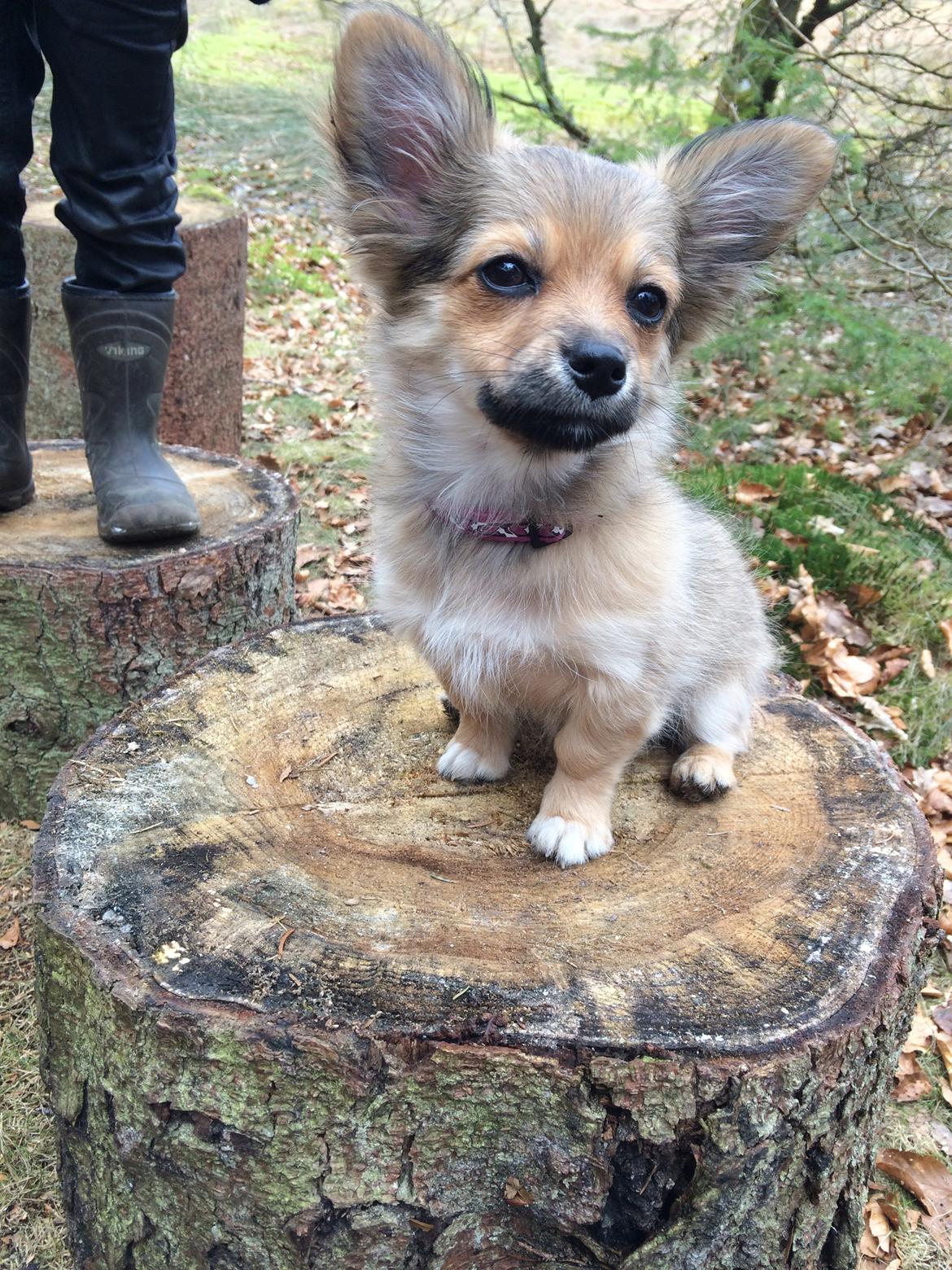 Blanding af racer Aya billede 10