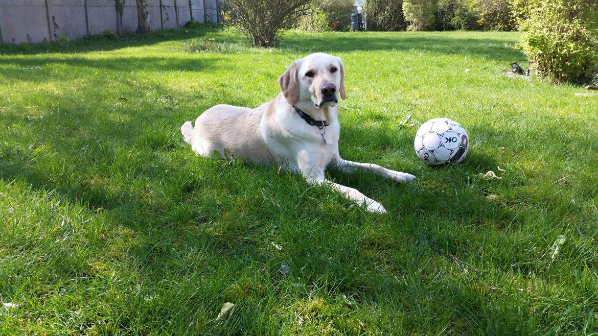 Blanding af racer Rofus billede 20