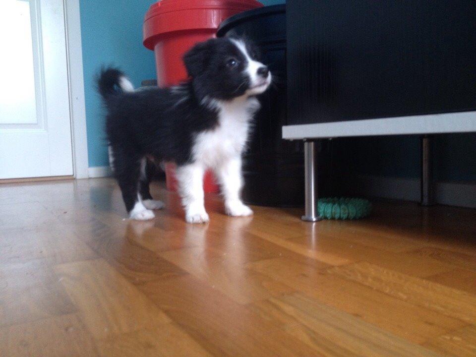 Border collie Beat billede 28