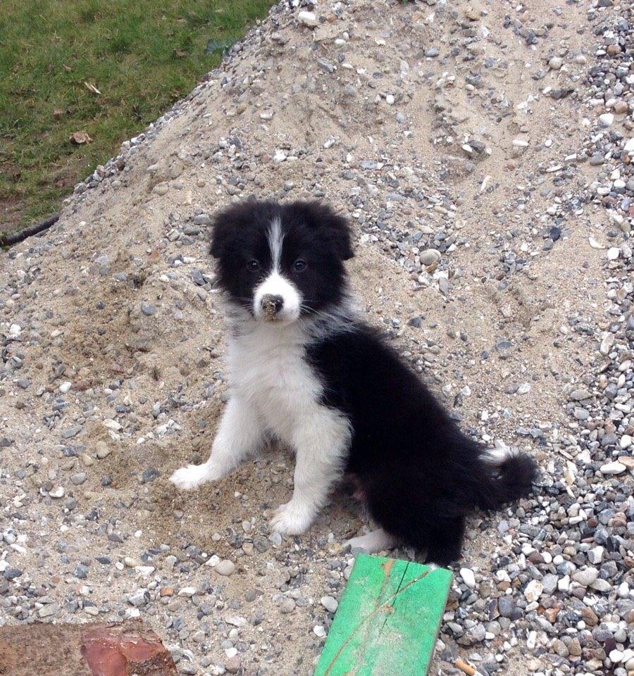 Border collie Beat billede 27
