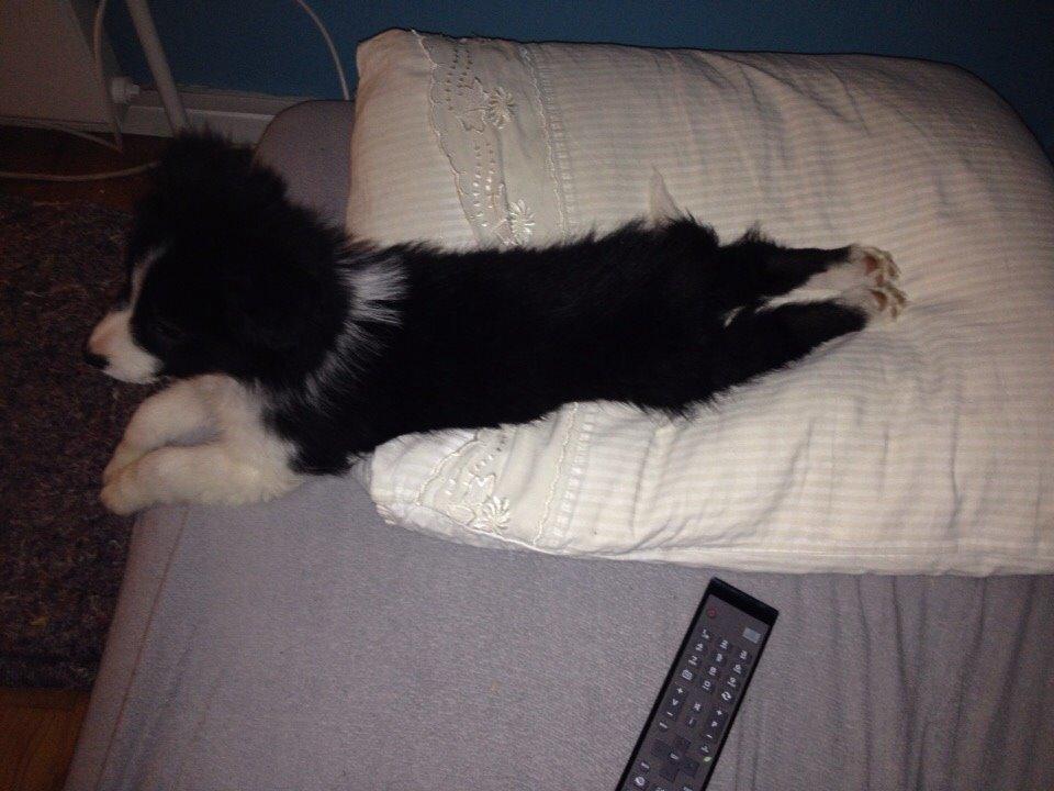 Border collie Beat billede 29