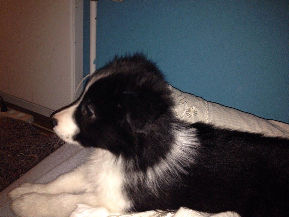 Border collie Beat billede 30