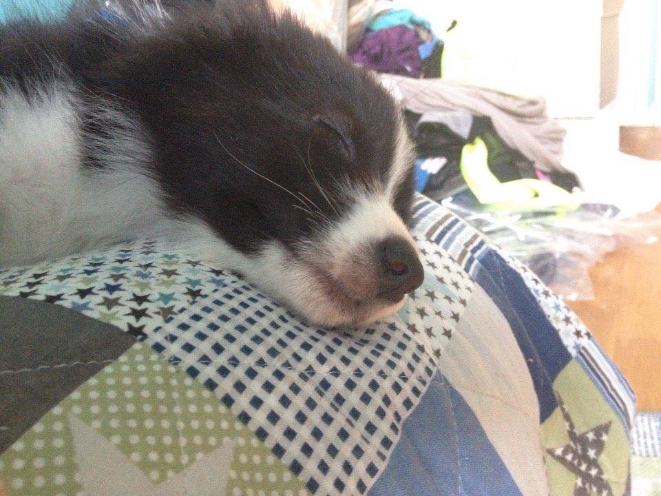 Border collie Beat billede 31