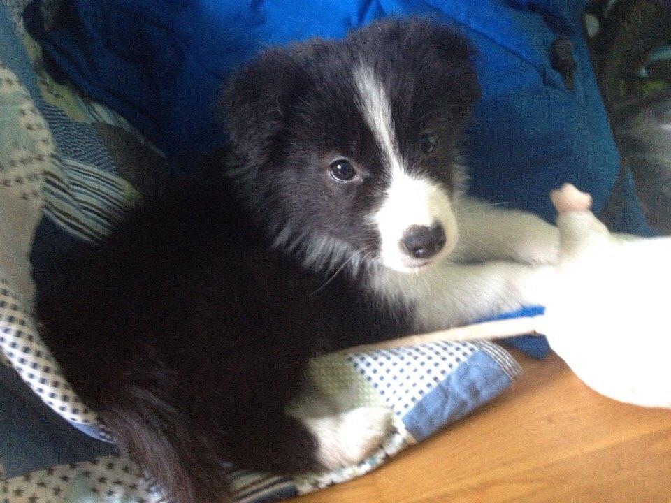 Border collie Beat billede 32