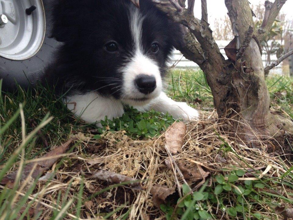Border collie Beat billede 33
