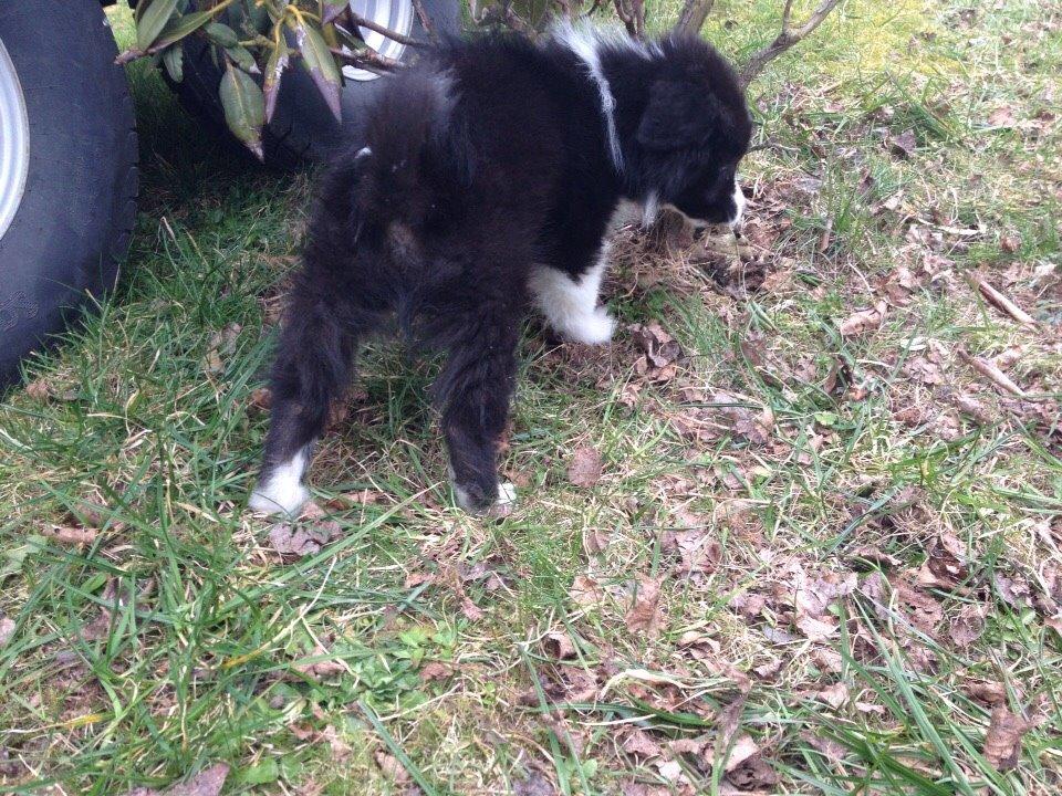 Border collie Beat billede 35