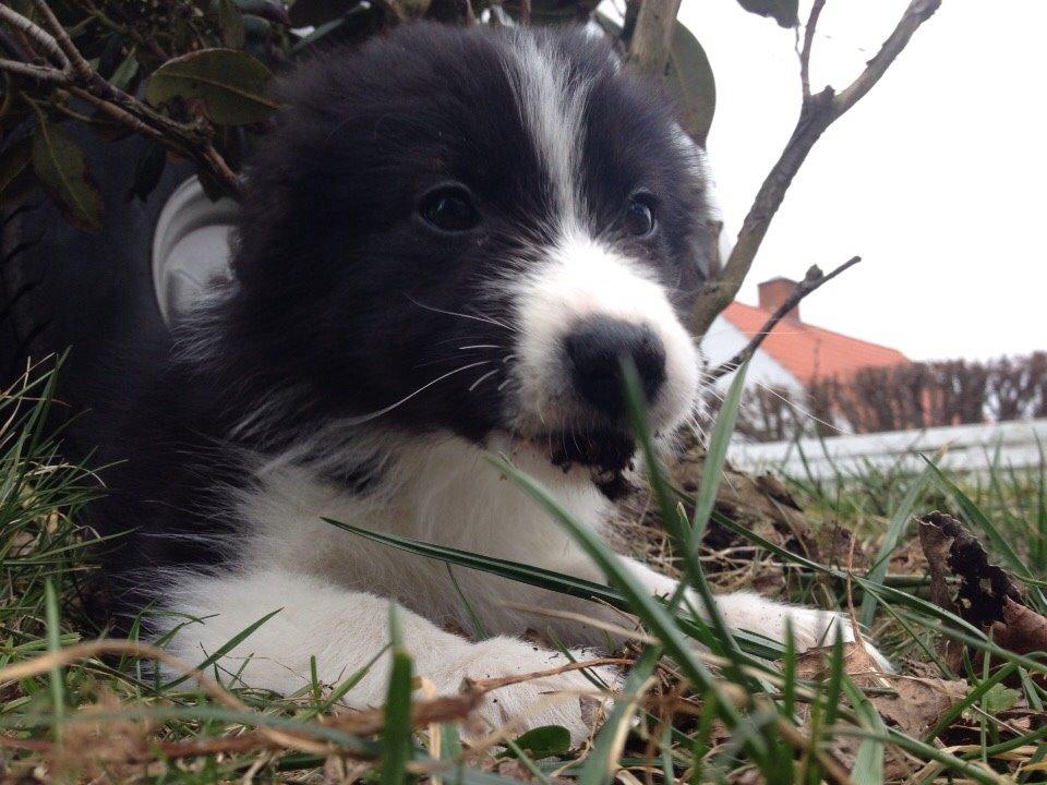 Border collie Beat billede 34