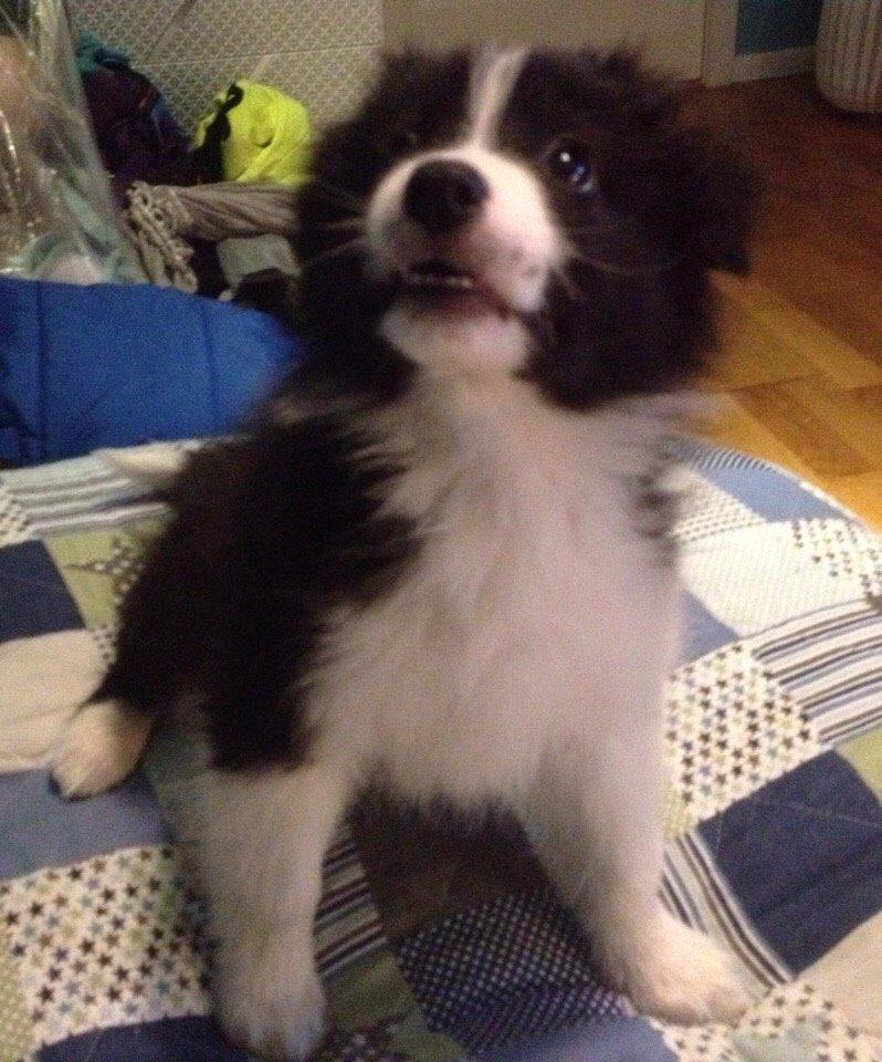 Border collie Beat billede 36