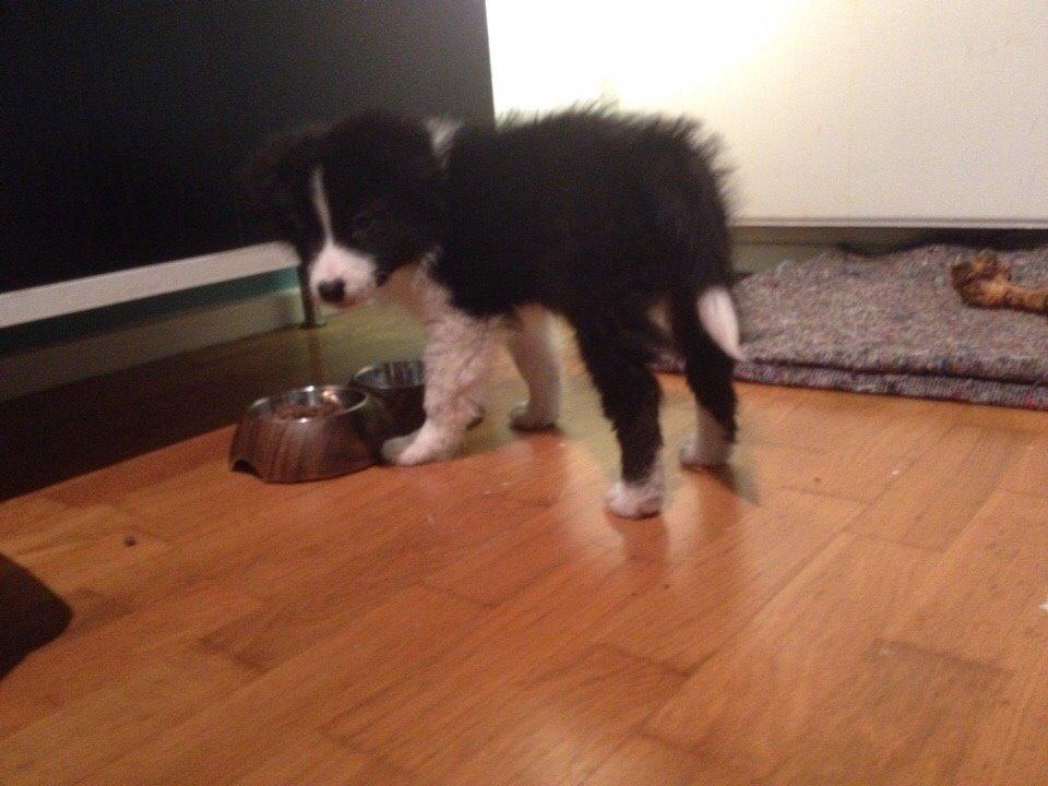 Border collie Beat billede 37