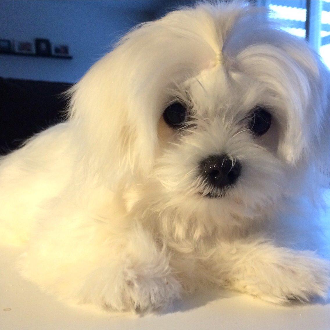 Malteser Albi billede 11