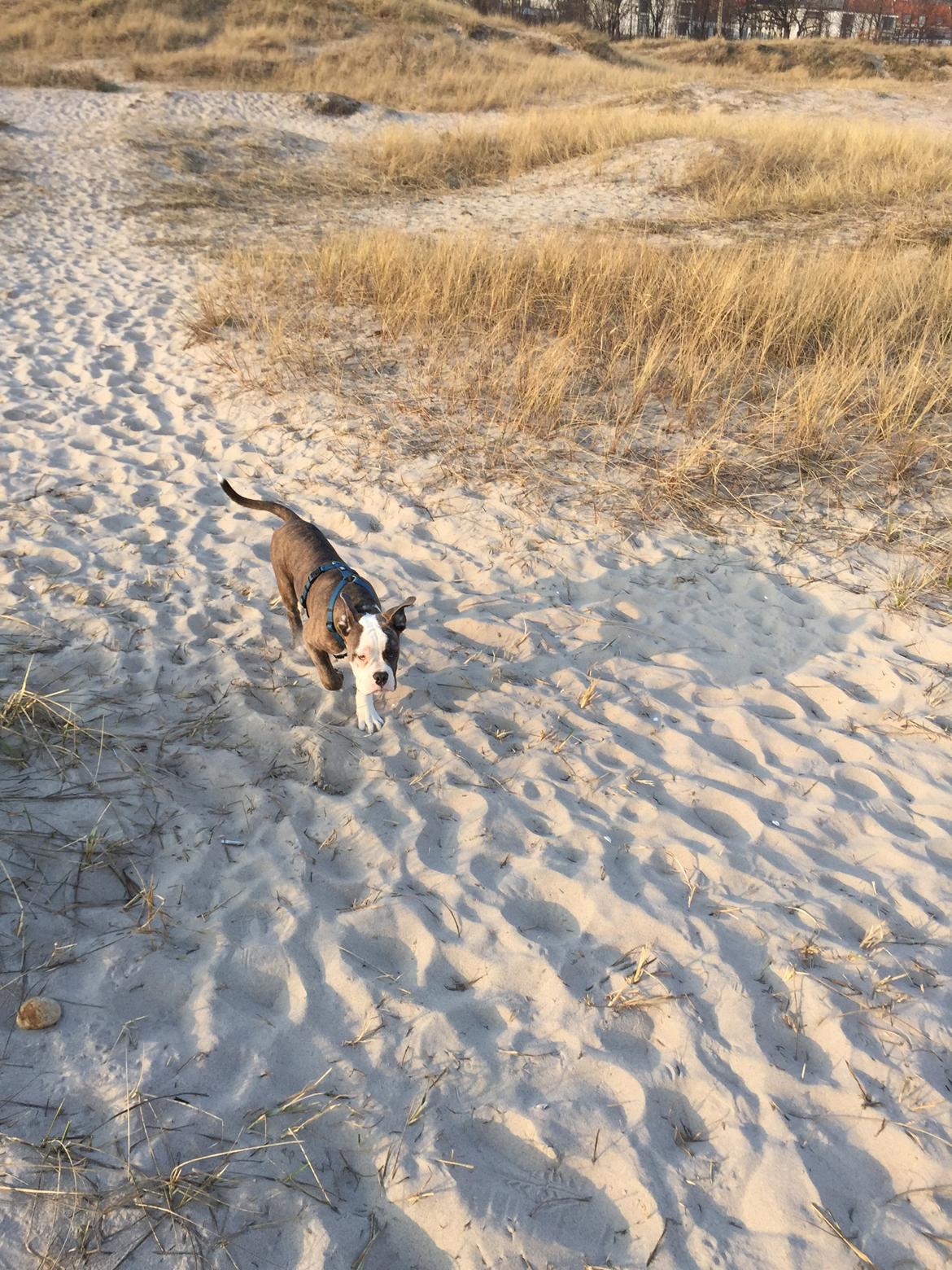 Olde english bulldogge Django billede 12