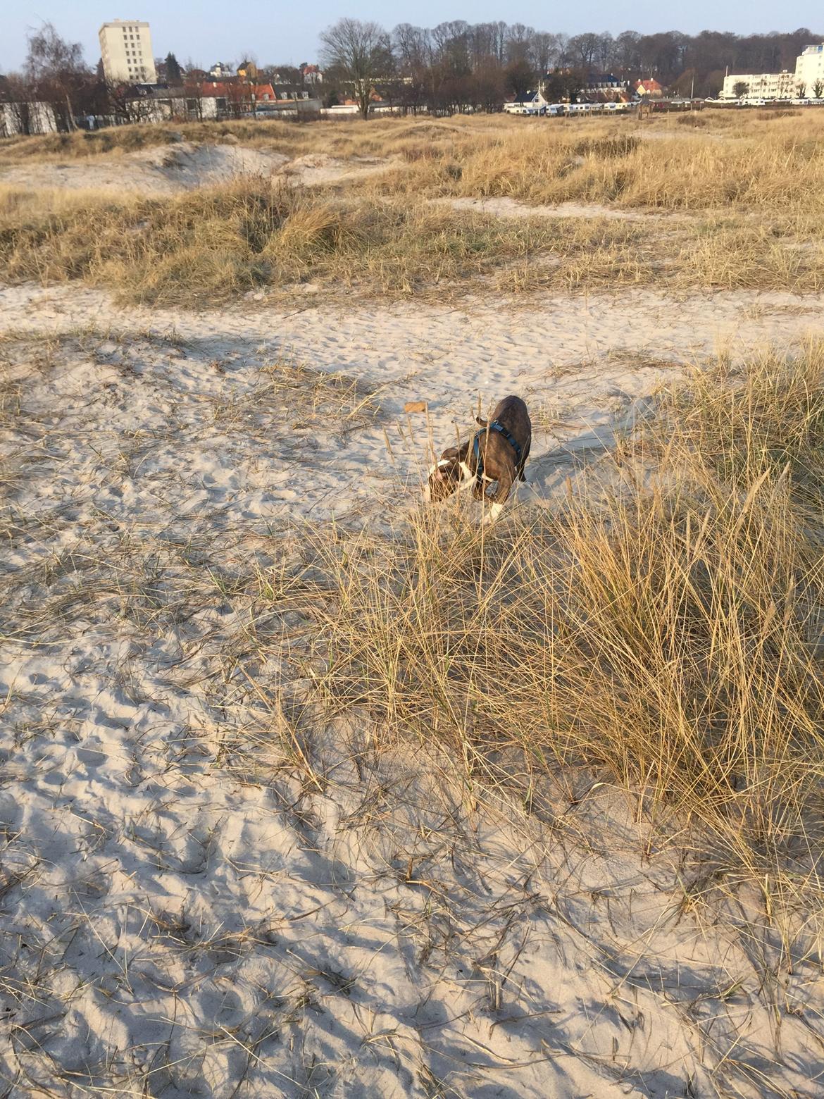 Olde english bulldogge Django billede 14