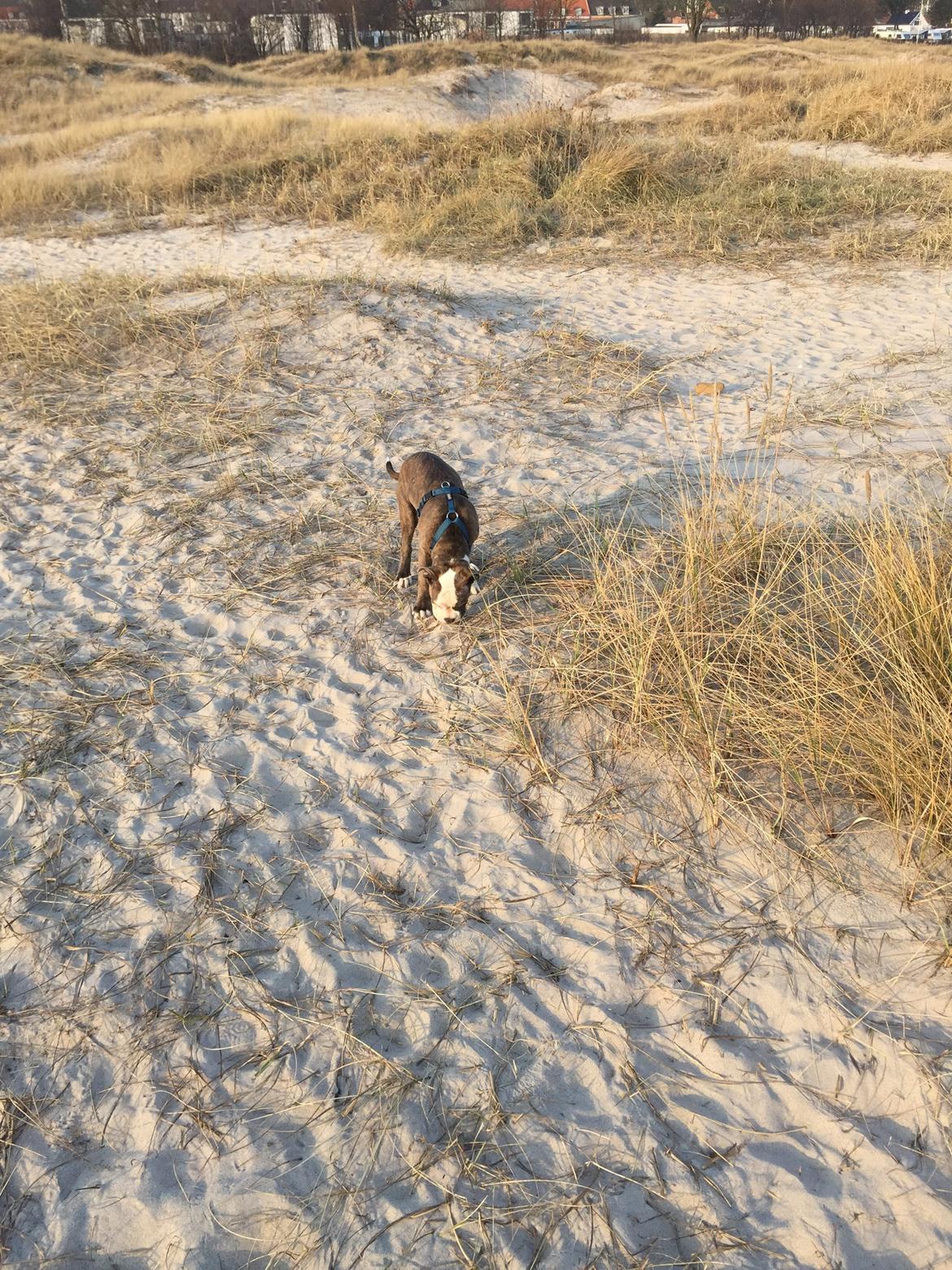 Olde english bulldogge Django billede 16